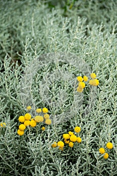 Botanical collection of decorative and perfumery plants, Santolina chamaecyparissus or  cotton lavender or lavender-cotton plant