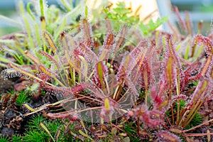 Botanical collection, different Carnivorous plants which trapping and consuming animals and protozoans, insects