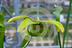 Botanical collection, different Carnivorous plants which trapping and consuming animals and protozoans, insects