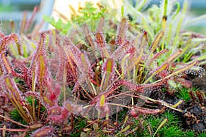 Botanical collection, different Carnivorous plants which trapping and consuming animals and protozoans, insects