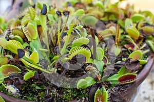 Botanical collection, different Carnivorous plants which trapping and consuming animals and protozoans, insects