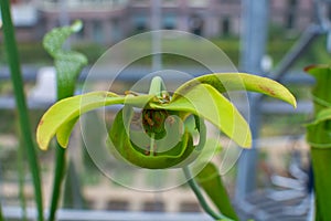 Botanical collection, different Carnivorous plants which trapping and consuming animals and protozoans, insects