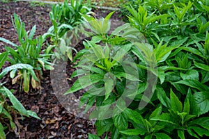 Botanical collection, green leaves of eupatorium cannabinum plant