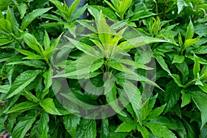 Botanical collection, green leaves of eupatorium cannabinum plant