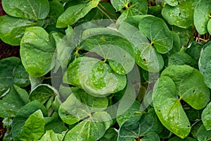 Botanical collection, green leaves of jeffersonia diphylla medicinal plant