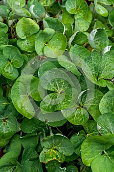 Botanical collection, green leaves of jeffersonia diphylla medicinal plant