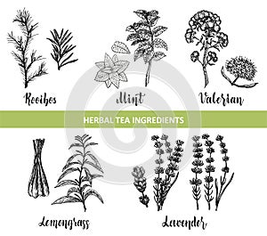 Botanical collection of hand drawn herbal tea ingredients sketch