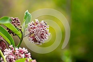 Botanical collection of insect friendly or decorative plants and flowers, Asclepias syriaca or milkweed, butterfly flower,