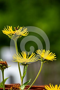 Botanical collection of insect friendly or medicinal plants Elecampane, Inula helenium or horse-heal, elfdock flowers