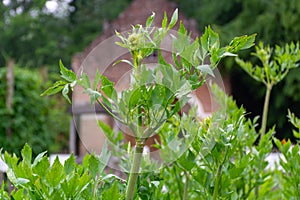 Botanical collection, levisticum officinale or lovage maggi edible aromatic herb