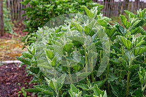 Botanical collection, medicinal plant althaea officinalis in summer