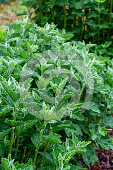 Botanical collection, medicinal plant althaea officinalis in summer