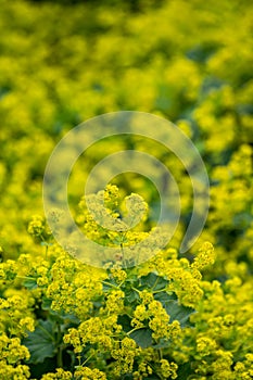 Botanical collection of medicinal plants, Alchemilla vulgaris or common lady\'s mantle plant