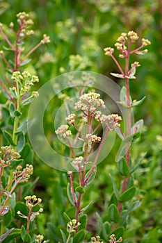 Botanical collection of medicinal plants and herbs, Hylotelephium telephium or orpine, livelong, frog`s-stomach, harping Johnny,