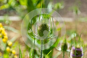 Botanical collection of medicinal plants and herbs, wild teasel or fuller dispacus sylvestris photo