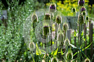 Botanical collection of medicinal plants and herbs, wild teasel or fuller dispacus sylvestris photo