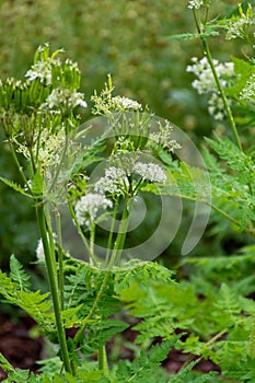 Botanical collection, myrrh chervil or myrrhis odorata medicinal plant