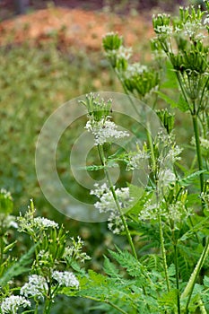 Botanical collection, myrrh chervil or myrrhis odorata medicinal plant