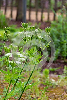 Botanical collection, myrrh chervil or myrrhis odorata medicinal plant