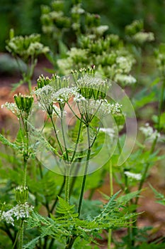 Botanical collection, myrrh chervil or myrrhis odorata medicinal plant