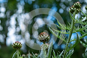 Botanical collection of plants and herbs, Cardoon or Cynara cardunculus or artichoke thistle, edible plant