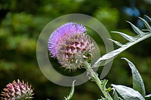 Botanical collection of plants and herbs, Cardoon or Cynara cardunculus or artichoke thistle, edible plant