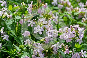 Botanical collection of useful plants, blossom of saponaria officialis or soapwort