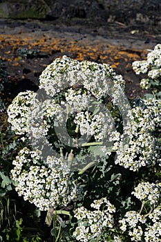 Botanical collection, white blossom of eadible sea shore plant Crambe maritima or sea kale,seakale or crambe flowering plant in