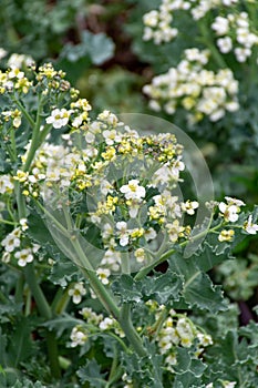 Botanical collection, white blossom of eadible sea shore plant Crambe maritima or sea kale,seakale or crambe flowering plant in