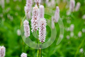 Botanical collection, young green leaves and pink flowers of medicinal plant Bistorta officinalis or Persicaria bistorta, known