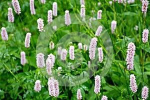 Botanical collection, young green leaves and pink flowers of medicinal plant Bistorta officinalis or Persicaria bistorta, known