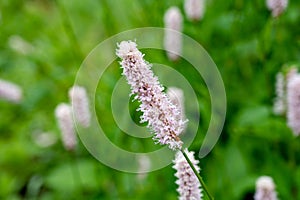 Botanical collection, young green leaves and pink flowers of medicinal plant Bistorta officinalis or Persicaria bistorta, known