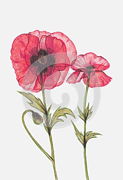 Botanical composition of two red transparent flowers and leaves. Poppies, on a light background in x-ray light in