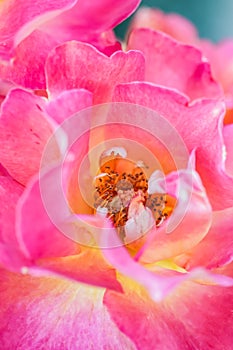 Soft focus, abstract floral background, pink yellow rose flower. Macro flowers backdrop for holiday brand design