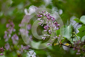 Botanical concept: Lilac beginning to bloom, young flowers, spring, freshness