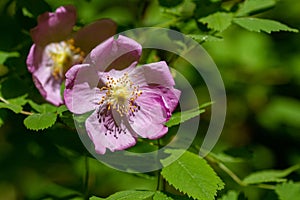 Pink wild rose blooming on sunny spring day