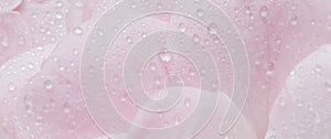 Soft focus, abstract floral background, pink rose flower petals with water drops. Macro flowers backdrop for holiday brand design