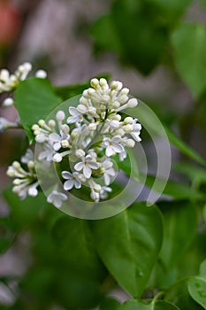 Botanical concept: white Lilac beginning to bloom, young flowers, spring, freshness