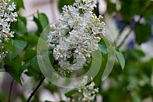 Botanical concept: white Lilac beginning to bloom, young flowers, spring, freshness