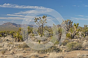 Botanical Display in the Desert