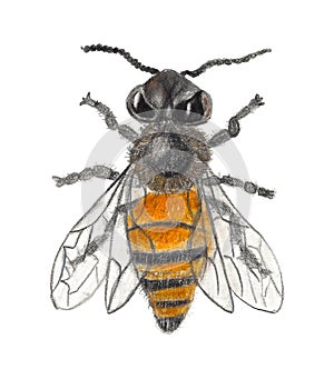 Botanical Drawing of a Honey Bee
