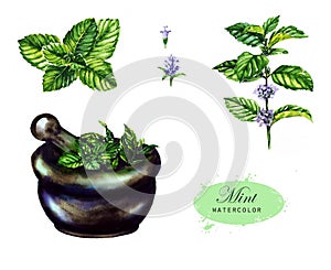 Botanical drawing isolated on the white background: mint, leaves, pounder, blossom and branch. photo