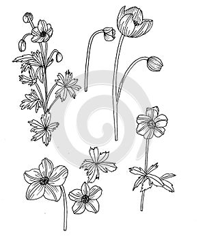 Botanical drawing. Sketch of flowers. Anemona photo