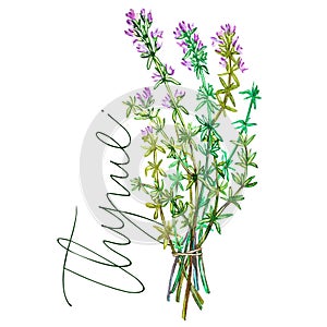 Botanical drawing of a thyme. Watercolor beautiful illustration of culinary herbs used for cooking and garnish. Isolated