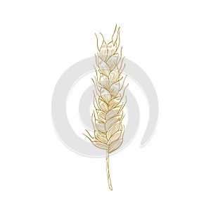 Botanical drawing of wheat ear or spikelet with seeds isolated on white background. Cultivated plant, cereal grain or