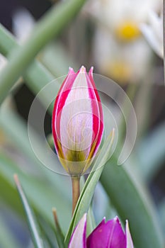 Dwarf tulip Tulipa humilis, red budding flower photo