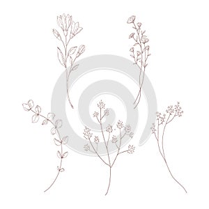 Botanical elements. Minimal plant logo, meadow greenery, leaf and blooming flower abstract sketch drawing collection