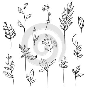 Botanical elements Vector sketch, Hand drawn leaf line art, botanical leaf bud illustration engraved ink art styl