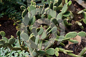 The botanical family of opuntia ficus indica is cactaceae