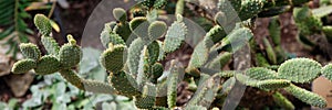 The botanical family of opuntia ficus indica is cactaceae